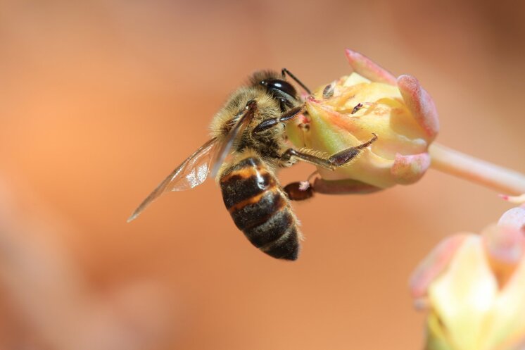  Šią savybę turinčios Apis mellifera capensis bitės slapta įsibrauna į Apis mellifera scutella avilius ir pradeda gaminti savo kopijas (motinėlės nereikia). Beje, klonai yra tikri veltėdžiai ir atsisako dirbti. Shutterstock/Wikipedia Discott nuotr.