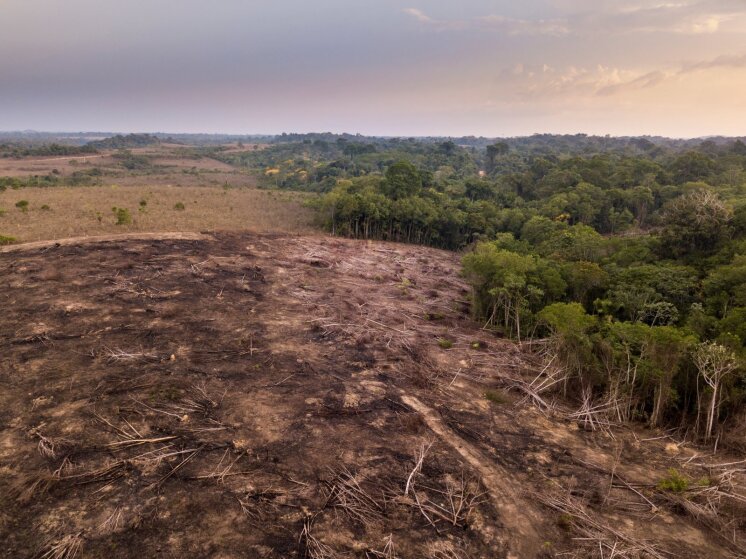 Amazonės miškų kirtimas