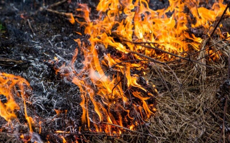 Цвета выгорят. Отжиг сухой травы. Вельвет люкс 87. Горящая сухая трава. Цвета выгорят.