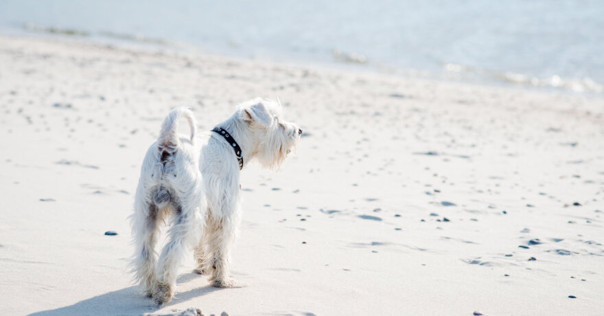 šunys paplūdimyje