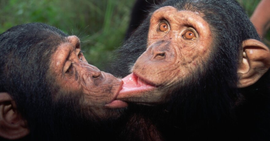 Šimpanzės
