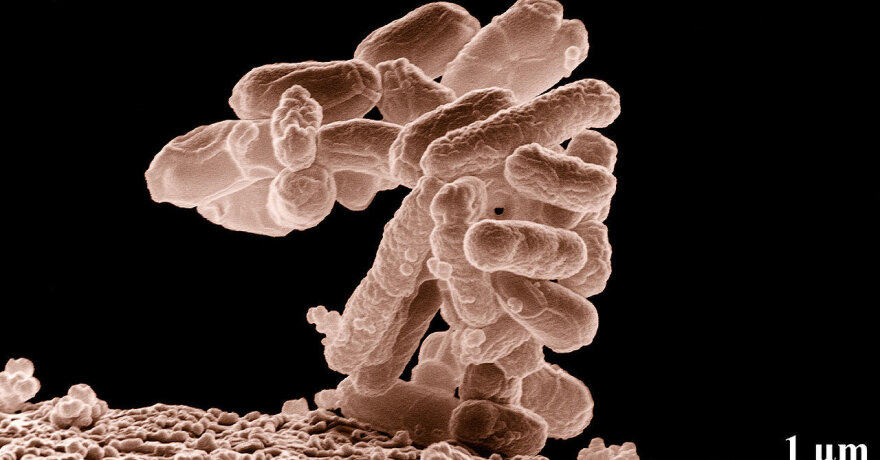 mikroorganizmai