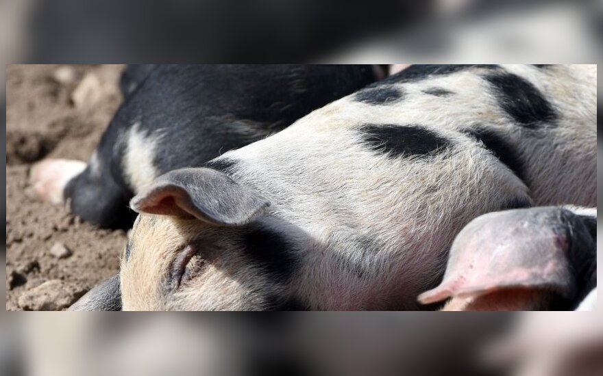 New African Swine Fever outbreak reported in eastern Lithuania