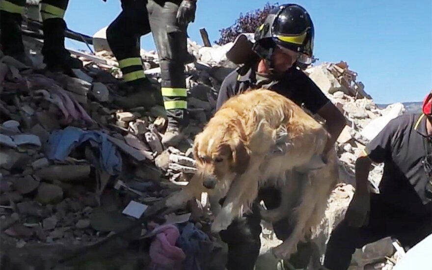 Italijoje išgelbėtas devynias dienas po griuvėsias praleidęs šuo Romeo