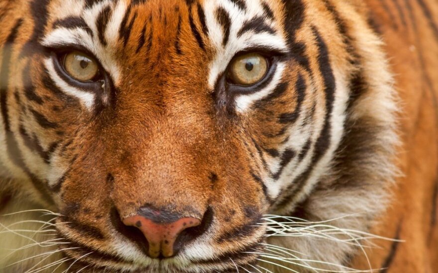 Anglijoje tigras sudraskė zoologijos sodo prižiūrėtoją