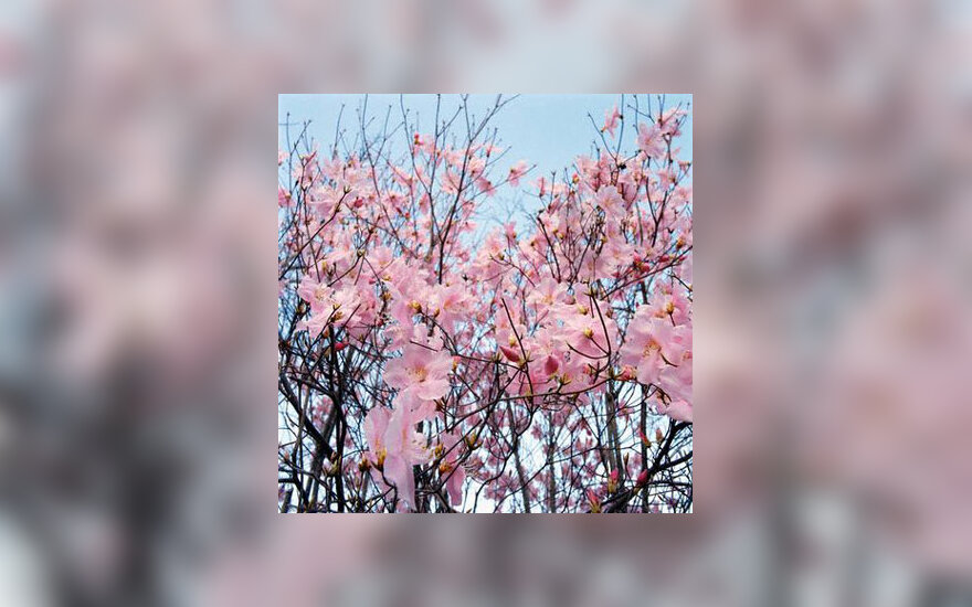 Japoniškas sodas, sakura