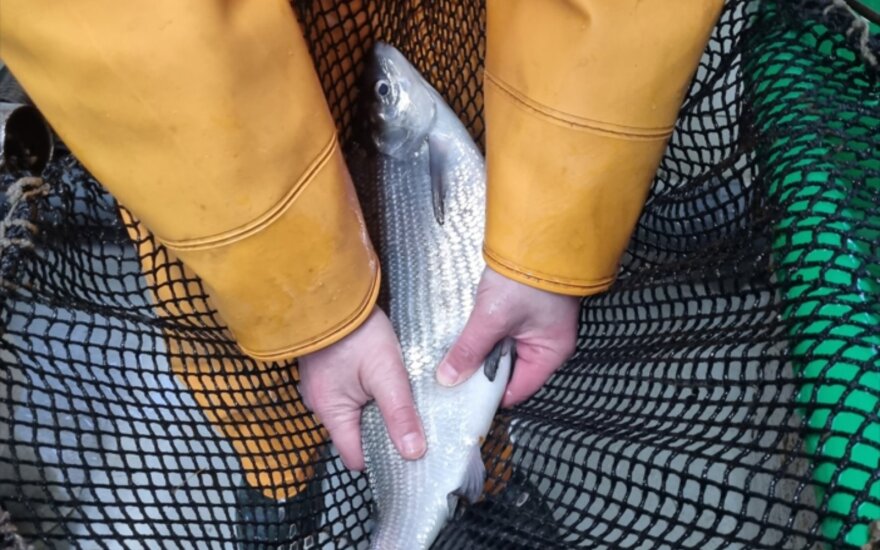 Baigė Vištyčio ežero sykų dirbtinio veisimo darbus Žuvininkystės tarnybos nuotr.