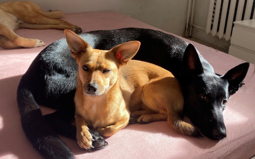 Lauros namuose šilumą ir meilę surado net trys šunys iš prieglaudos