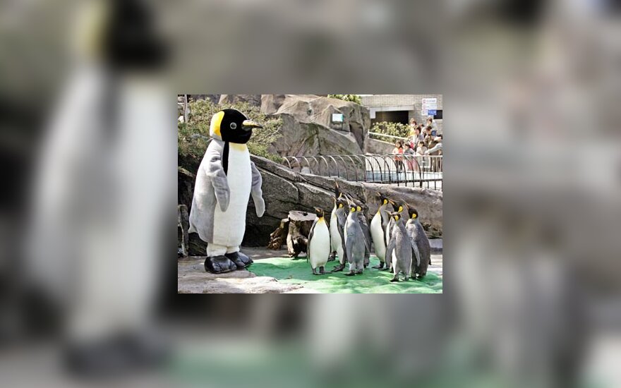 Tokijo zoologijos sode imperatoriškieji pingvinai spokso į žmogaus dydžio pingviną