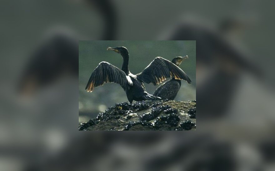 Aplipę nafta kormoranai