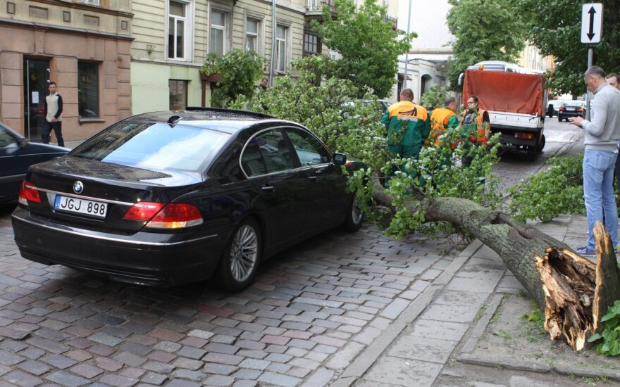 Vilniuje ant gatvės nuvirtęs medis apgadino BMW ir sukėlė didžiulę spūstį