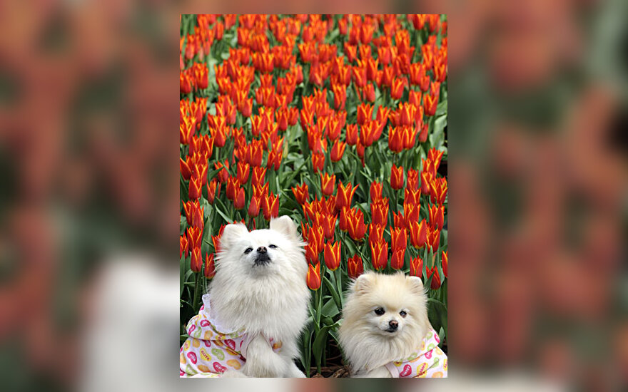 Šuniukai pozuoja prie tulpių