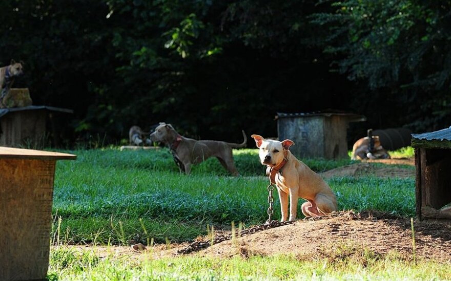 Alabamoje pitbuliai gyveno tokiomis sąlygomis, taip pat buvo priversti dalyvauti šunų pjautynėse
