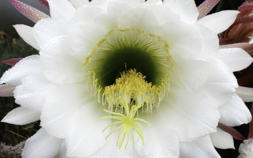 Cereus peruvianus