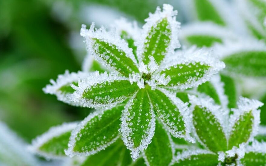 Besniegės žiemos: ar verta nerimauti dėl augalų
