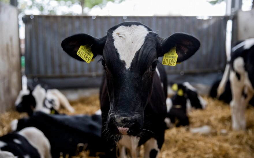 Blogiausios prognozės nutiko: įvardino, kiek vasarį krito pieno supirkimo kaina