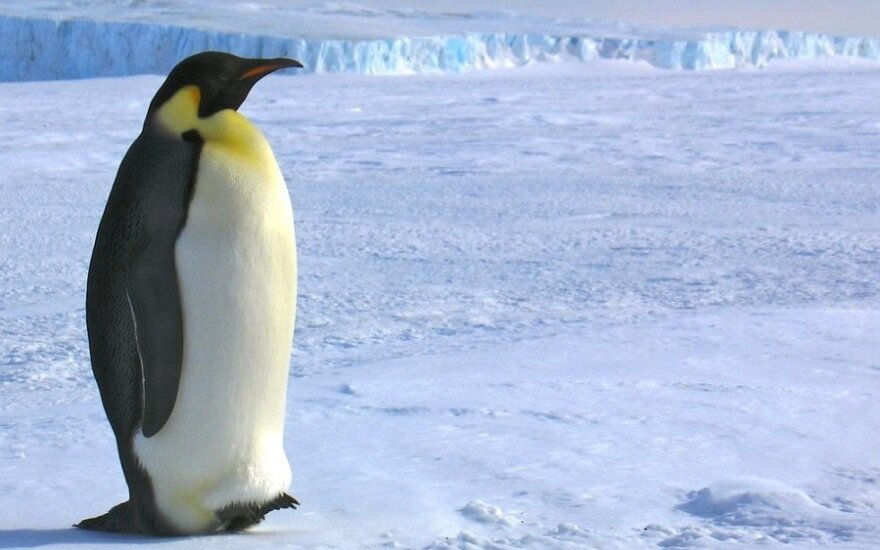 Antarktida tampa turistų rojumi