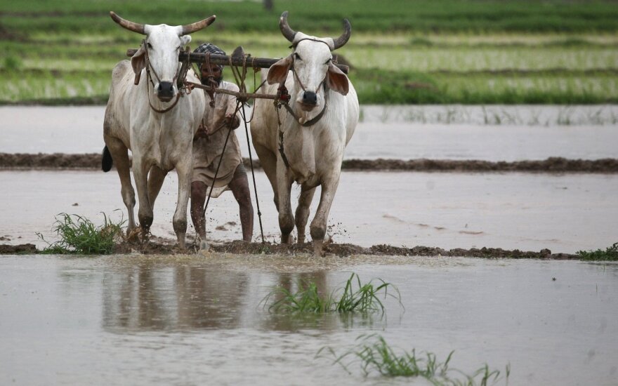 Indijos ūkininkas aria patvinusius laukus.