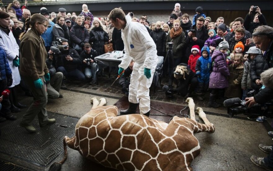 Sveikas žirafos patinėlis užmuštas Kopenhagos zoologijos sode