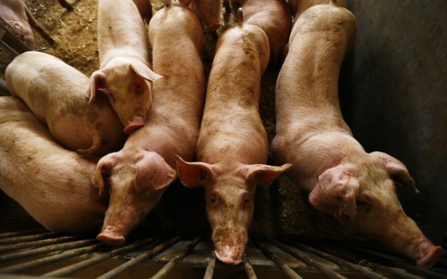 African swine fever descends upon entire Jonava region