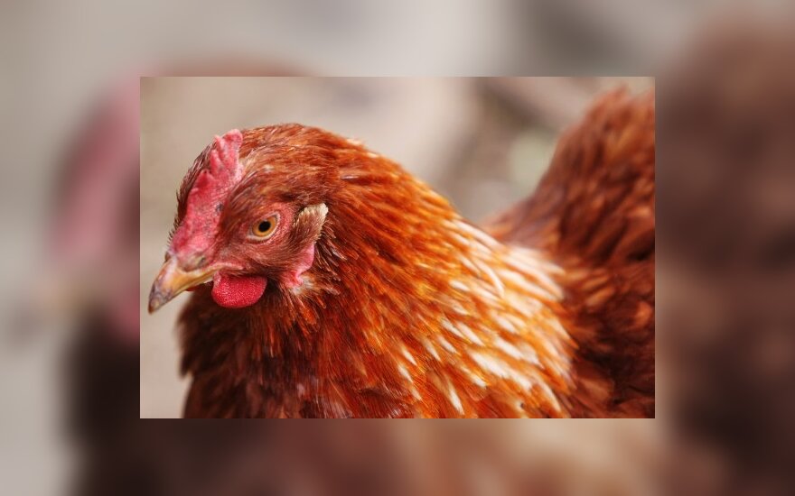 Griškabūdyje iš sodybos vagišiai išsinešė 20 paaugusių viščiukų