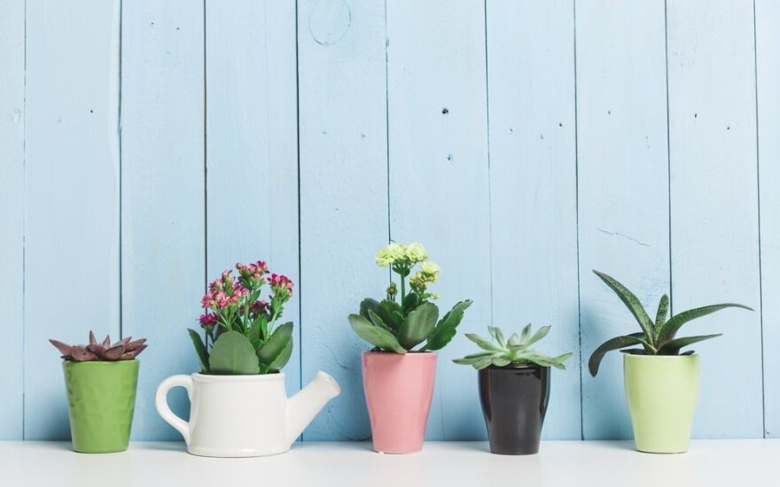 Kokie augalai tinka kiekviename kambaryje – nuo vonios iki miegamojo