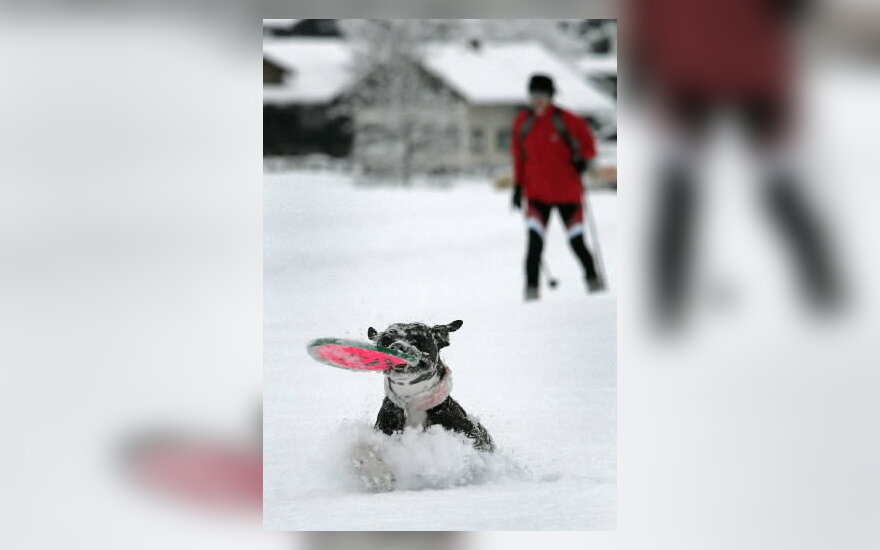 šuo, sniegas, žiema