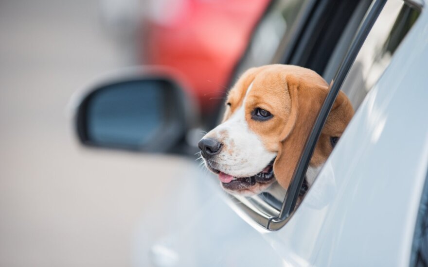 Šuo automobilyje