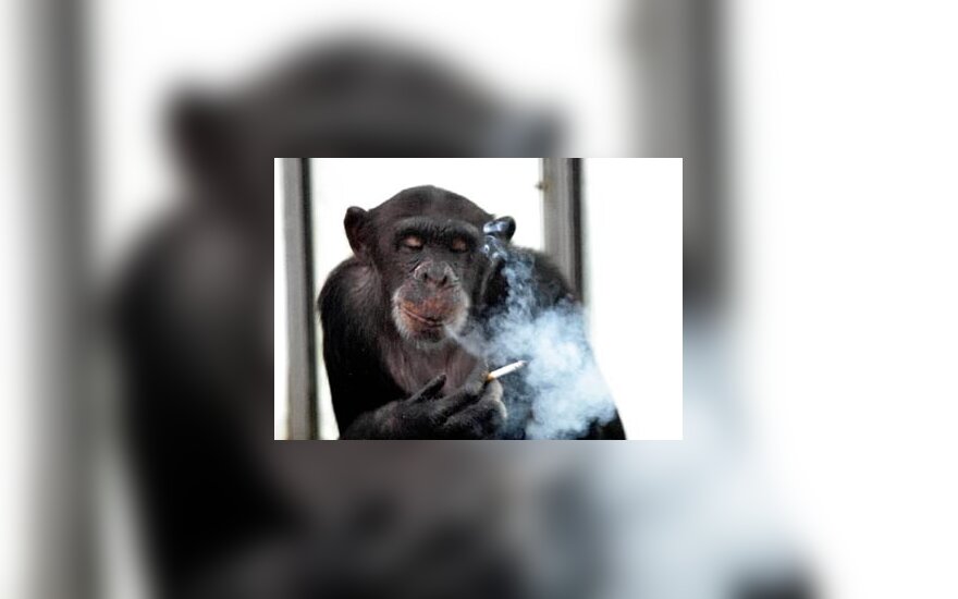 26-erių šimpanzė, vardu Aiai, rūko cigaretę Qinlingo zoologijos sode (Kinija).