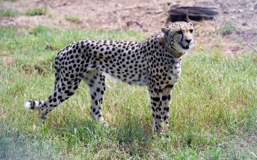 Namibija padovanojo 8 gepardus Indijai, kur jie jau 70 metų buvo išnykę