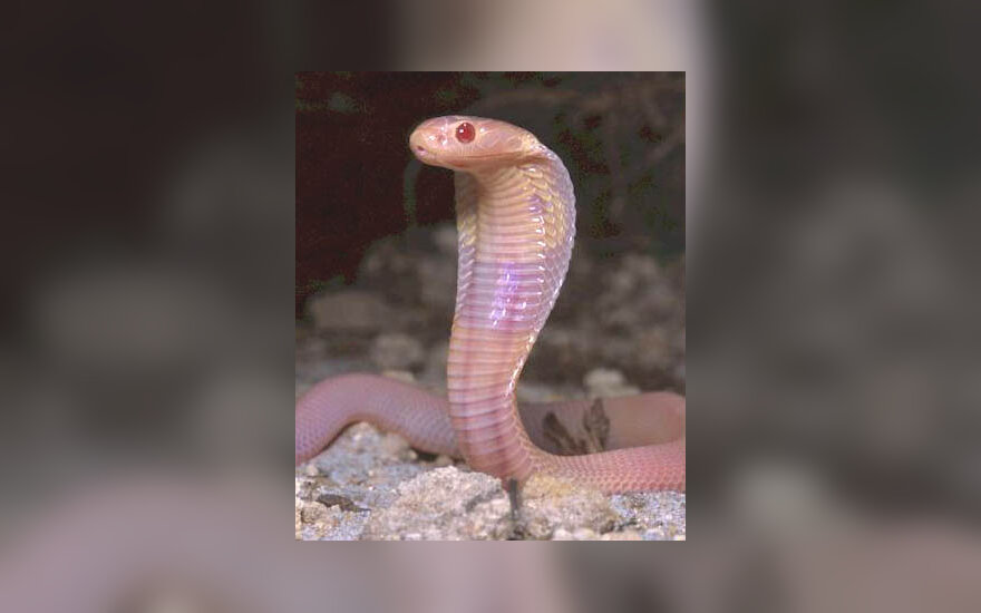 Kobra, gyvatė