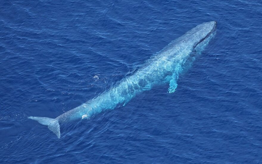 Mėlynasis banginis