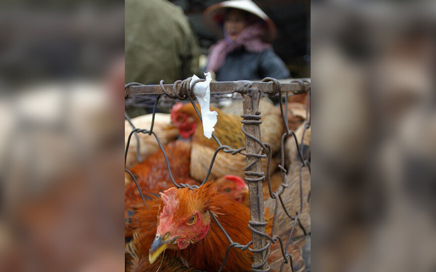 paukščių gripas Vietname