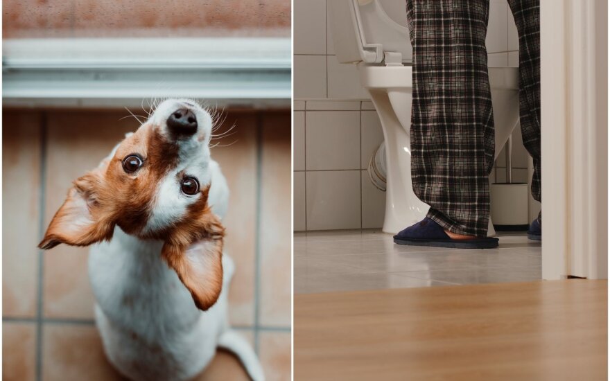 Šuo seka į tualetą Shutterstock