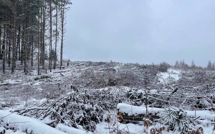 Iškirstas miškas Molėtų rajone