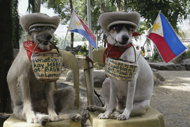Šunys Habagatas ir Bagwis, dantyse laikydami aukoms skirtus krepšelius, ilsisi po gatvėje surengto pasirodymo.