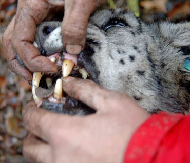 Snieginiam leopardui iš Pakistano tikrinami dantys