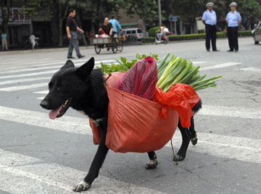 Šuo neša daržoves