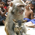 Beždžionėlės ir katino pasirodymas