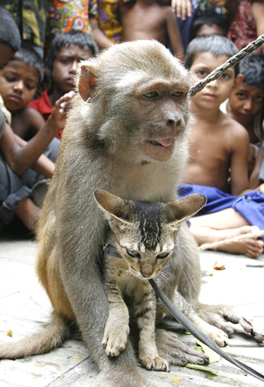 Beždžionėlės ir katino pasirodymas