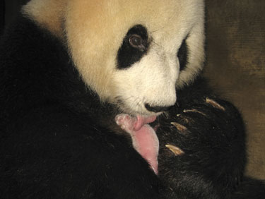 Panda su jaunikliu