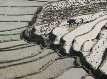 Junanio provincijoje Kinijoje ūkininkas aria laukus