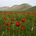 Tulpės, Afganistanas
