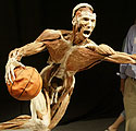 Krepšininkas be odos - anatomijos parodoje JAV