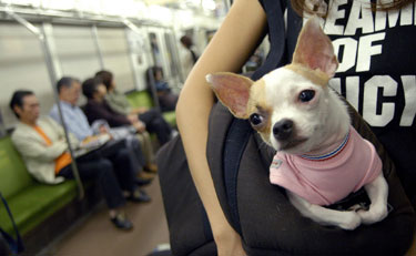Tokijo metro šeimininkės rankinėje guli šunytis su marškinėliais