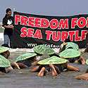 Laisvę jūrų vėžliams - kampanija už gyvūnų teises