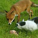 Rudoji lapė ir katė Elistvere gyvūnų parke tyko kąsnelio.