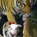 Tigrė eina šalia savo globojamo paršelio Tailando tigrų zoologijos sode.