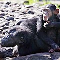 Šimpanzė Samaki