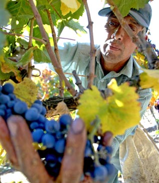 Ūkininkas skabo Merlot rūšies vynuoges Santiago (Čilė) priemesčio ūkyje